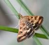 Pyrausta despicata